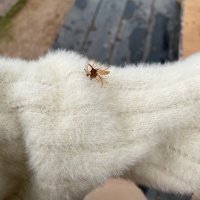 铃汤圆