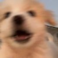 巧克力味巧克力